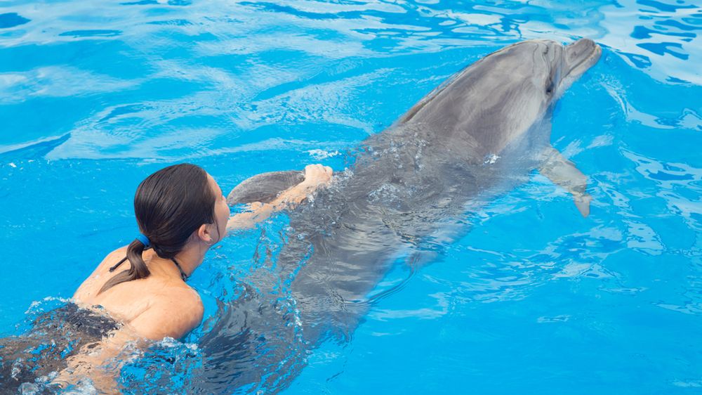 Gdy Twój smartfon wpadnie do oceanu, możesz liczyć na pomoc... delfina 1
