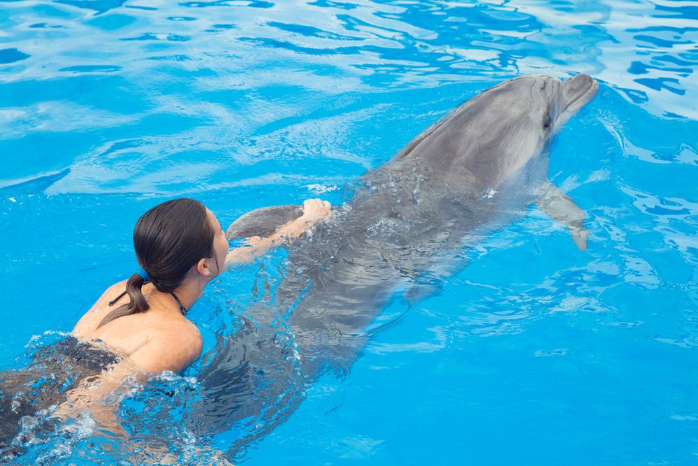 Delfin