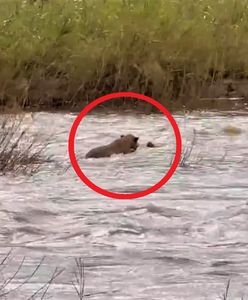 Trudna przeprawa przez rzekę. Lwica musiała ratować młode