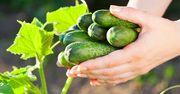 Gorzkie ogórki są trujące? Lepiej sprawdź, zanim spróbujesz je zjeść