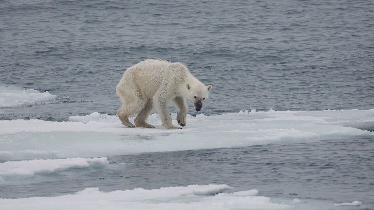 Niedźwiedzie polarne głodują. Przez kryzys klimatyczny mogą zniknąć do 2100 roku