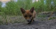 Urocze liski znalazły GoPro. Kamera nagrała ich swawolną zabawę