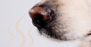 Nosework – co to jest i jak zacząć trening w domu?