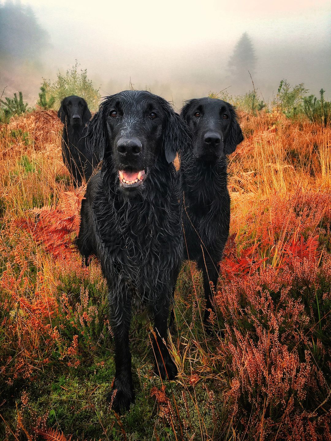 Najpiękniejsze zdjęcia psów w konkursie Dog Photographer of the Year 2018 8