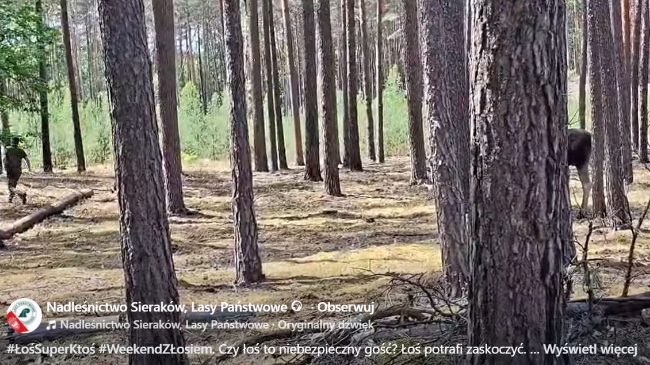 Screen nagrania z Nadleśnictwa Sieraków
