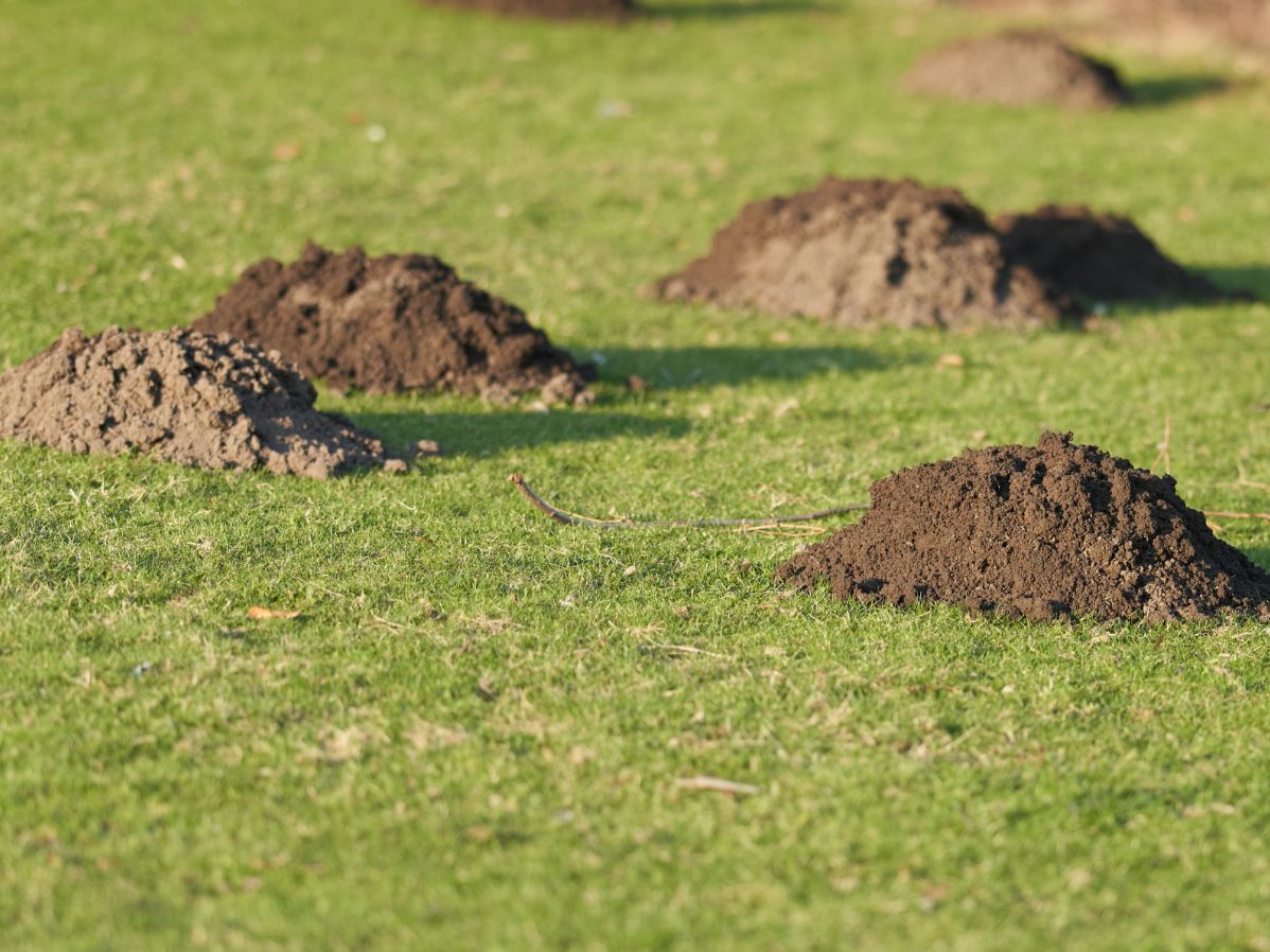 Maulwürfe im Garten: Nützliche Verbündete für die Pflanzenpflege