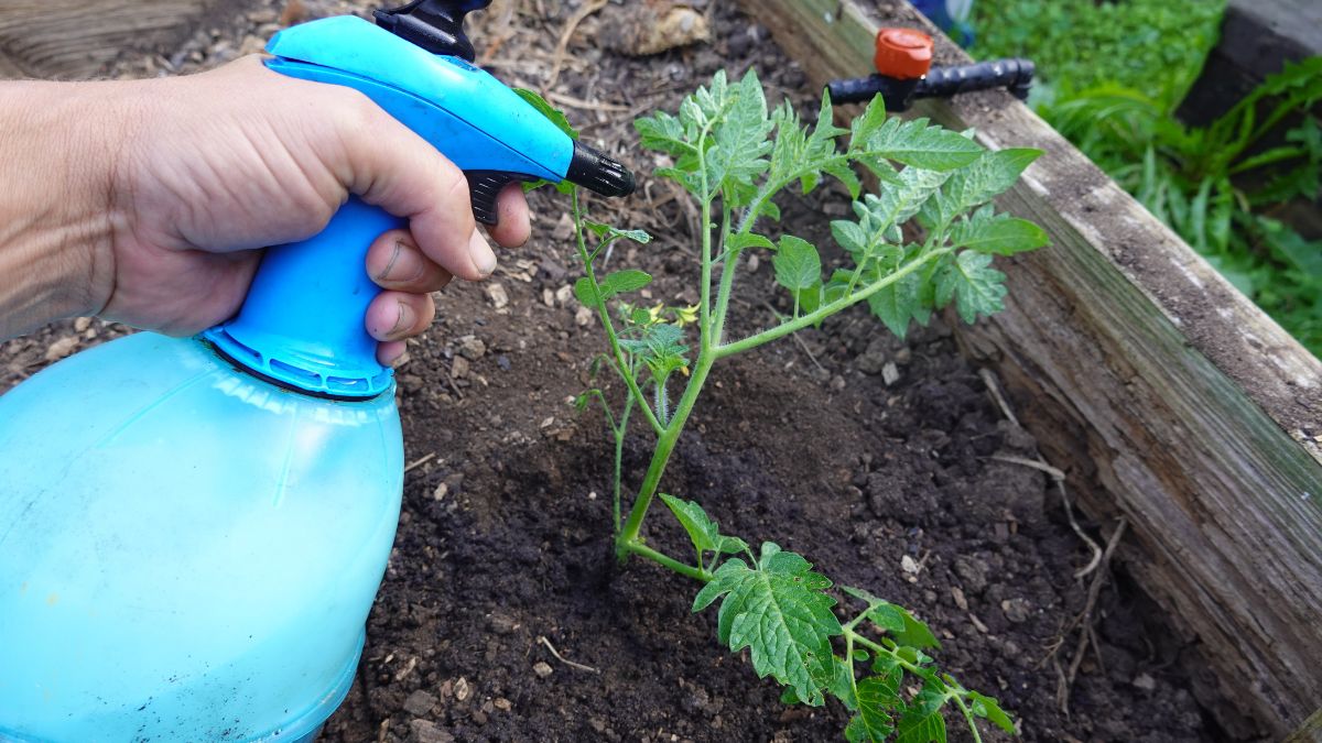 Ten oprysk uchroni rośliny przed chorobami grzybowymi.