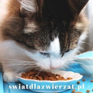 najlepsza sucha karma dla kota