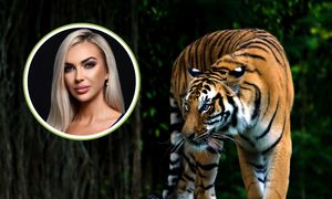 Dramatyczny transport tygrysów przez granicę. Jest prawomocny wyrok