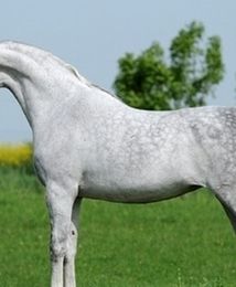 Aukcja konii arabskich. W Janowie Podlaskim liczą na ponad milion euro