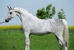 Aukcja konii arabskich. W Janowie Podlaskim liczą na ponad milion euro