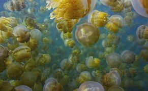Planete+ HD Meduzy. Nowi władcy oceanów
