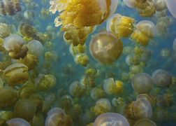 Planete+ HD Meduzy. Nowi władcy oceanów