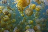 Meduzy. Nowi władcy oceanów