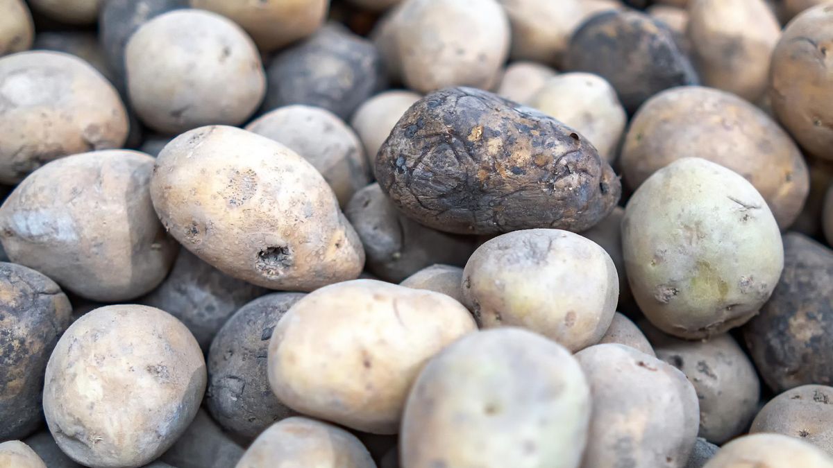 Nigdy tak nie rób. Może powodować zatrucia pokarmowe i wyniszczać mózg