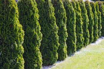 Tuje na działce. Sprawdź, jak uniknąć sąsiedzkich sporów