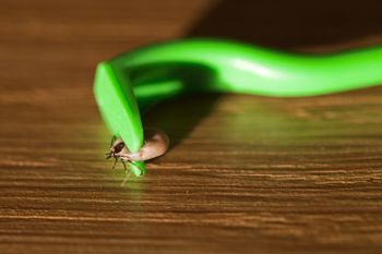 Kleszcz jak "chitynowy pendrive". Odkryto, że działa jak mobilny czujnik