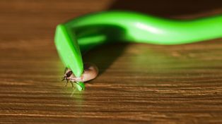 Kleszcz jak "chitynowy pendrive". Odkryto, że działa jak mobilny czujnik