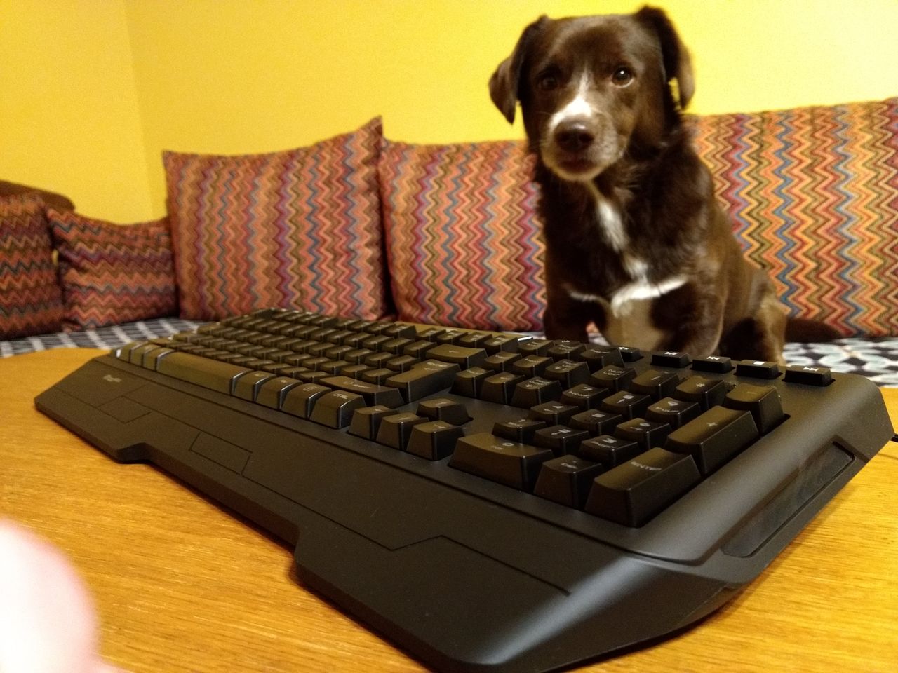 Psa w zestawie brak ... poduszki za dopłatą