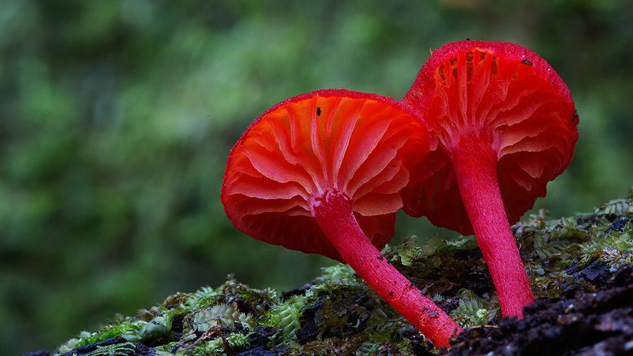 Magiczny świat australijskich grzybków sfotografowany przez Steve'a Axforda 22