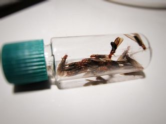 Uzbekistan stworzył agencję do walki z plagą termitów