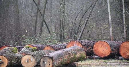Radom. Najcenniejsze drewno z Lasów Państwowych sprzedane