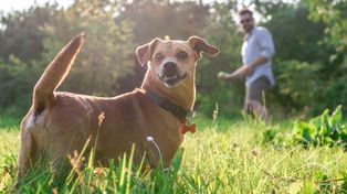 9 pomysłów na zabawę z psem wiosną i latem