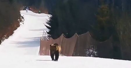Kolejny atak niedźwiedzia, tym razem w Rumunii. Narciarz zachował zimną krew