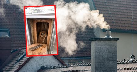 Taka niespodzianka w kominie? Leśnicy radzą. "Załóż rękawice"