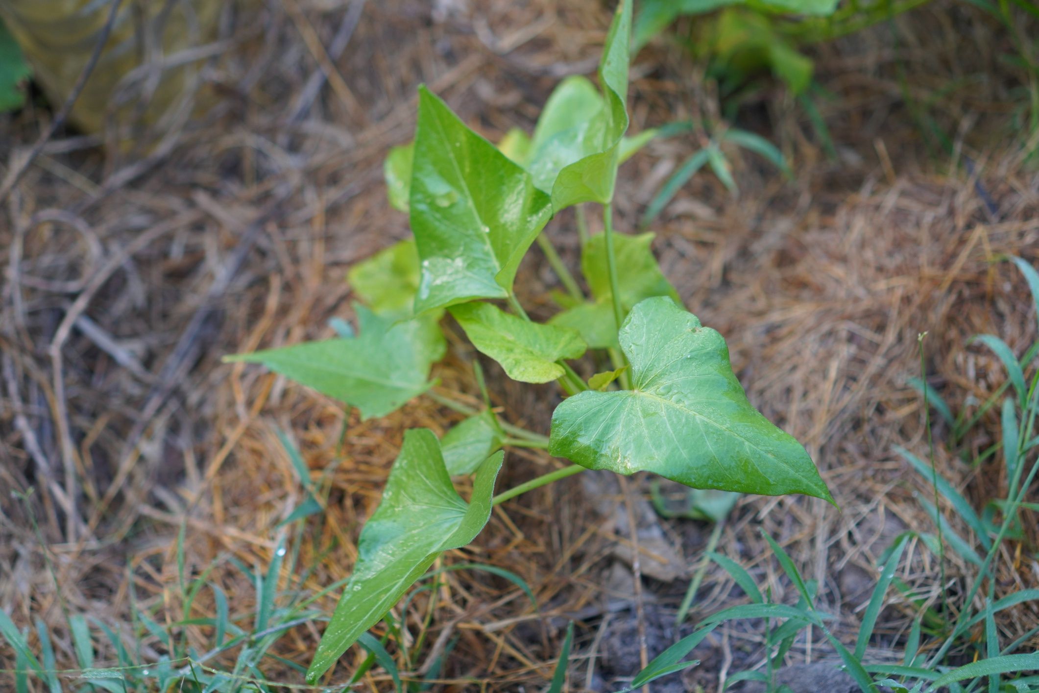 Sadzonka batata
