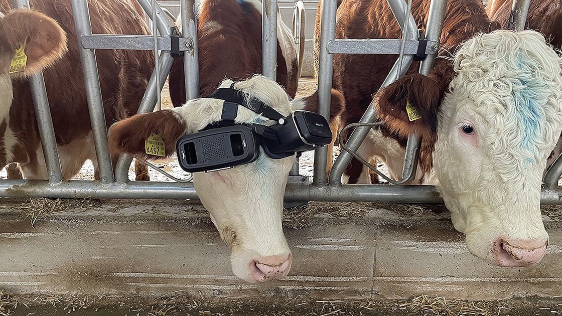 Krowy w goglach VR