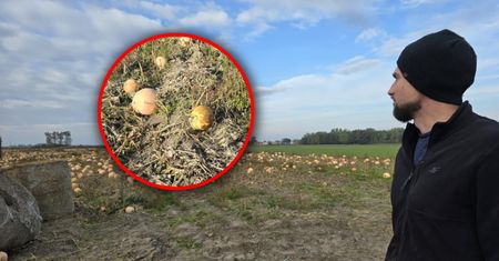 Poszedłem na samozbiory. Takie słowa usłyszałem od rolników