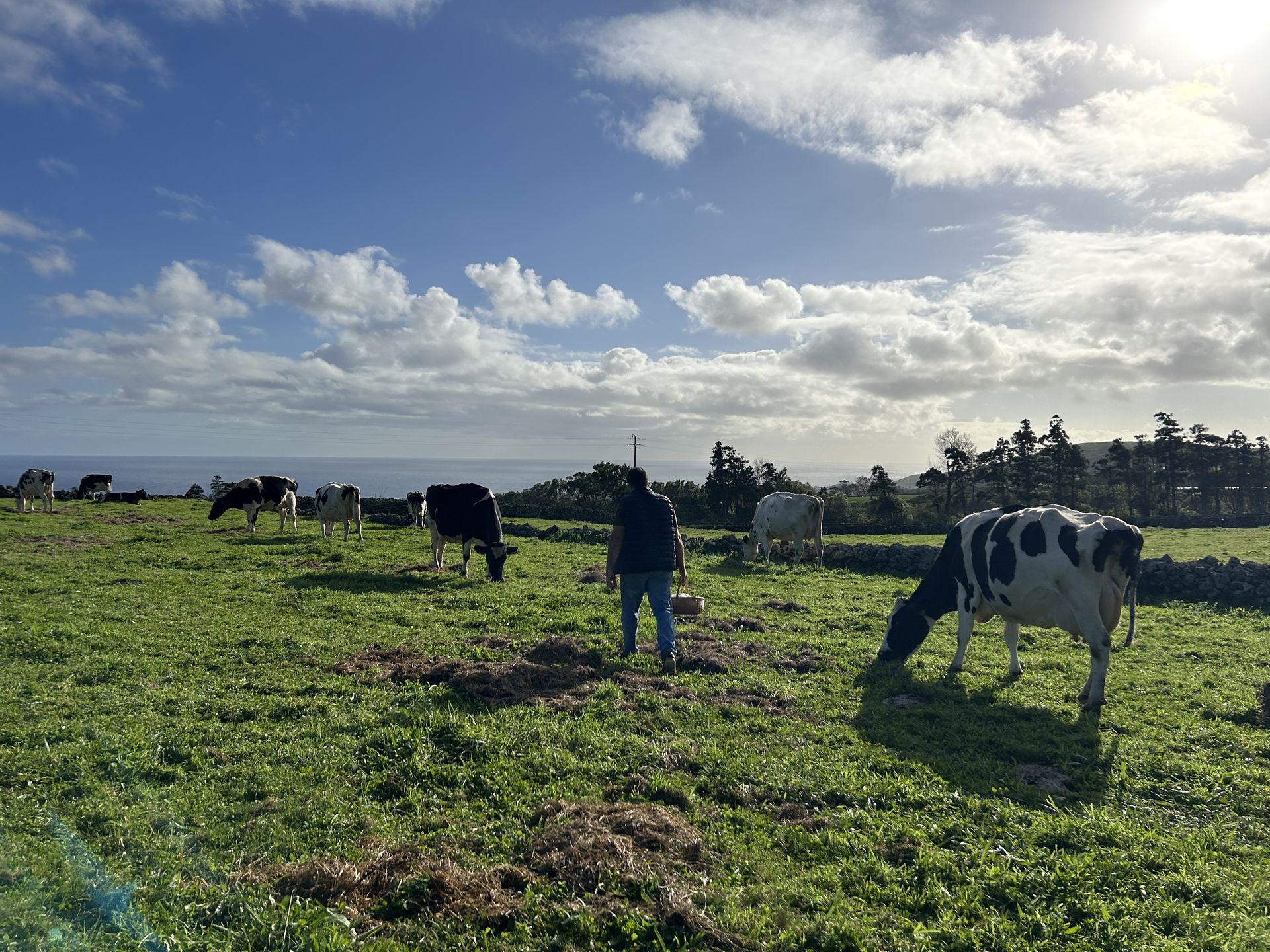 Na Terceirze można spędzić dzień z krowami