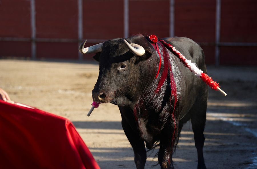 About 250,000 animals are killed in bullfights around the world each year.