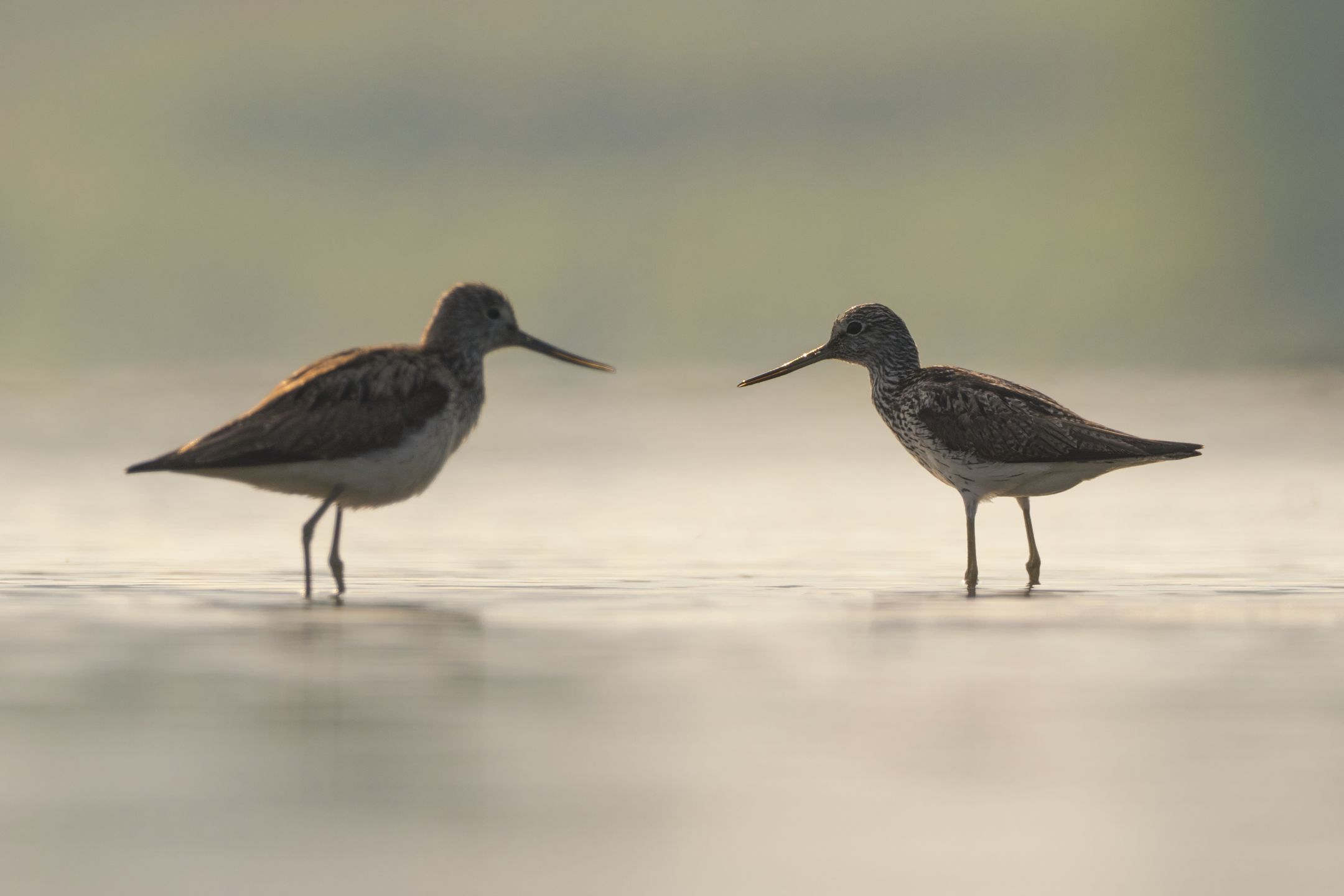 Ćwierć morgi błota, czyli o fotografowaniu ptaków 10