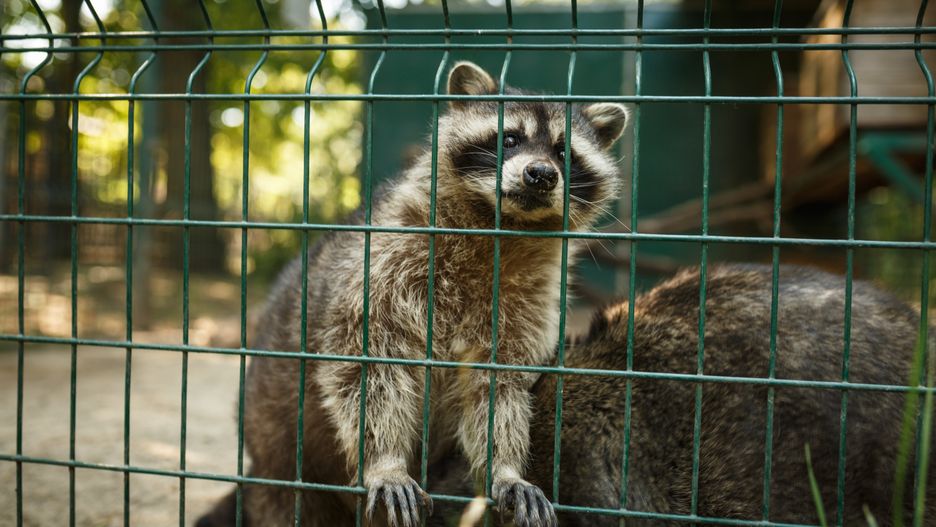 Zwierzęta w zoo w Mikołajewie zagrożone są śmiercią głodową