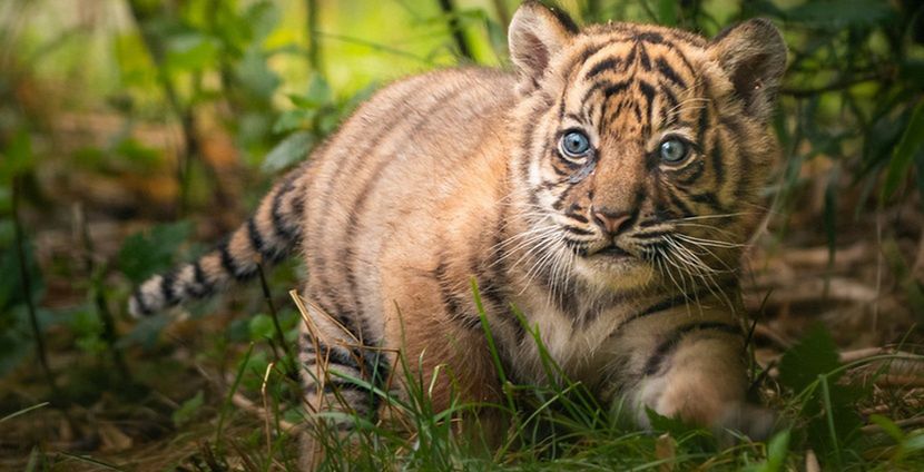 Wrocław. Mieszkańcy zadecydowali. Mała tygrysica z ZOO zyskała imię