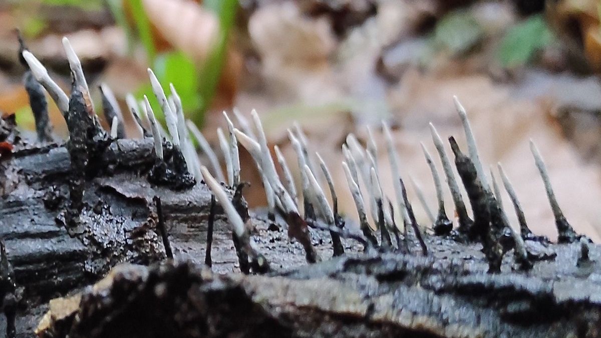 Postacie z Muminków w Polskim lesie? Leśnicy pokazali zdjęcie