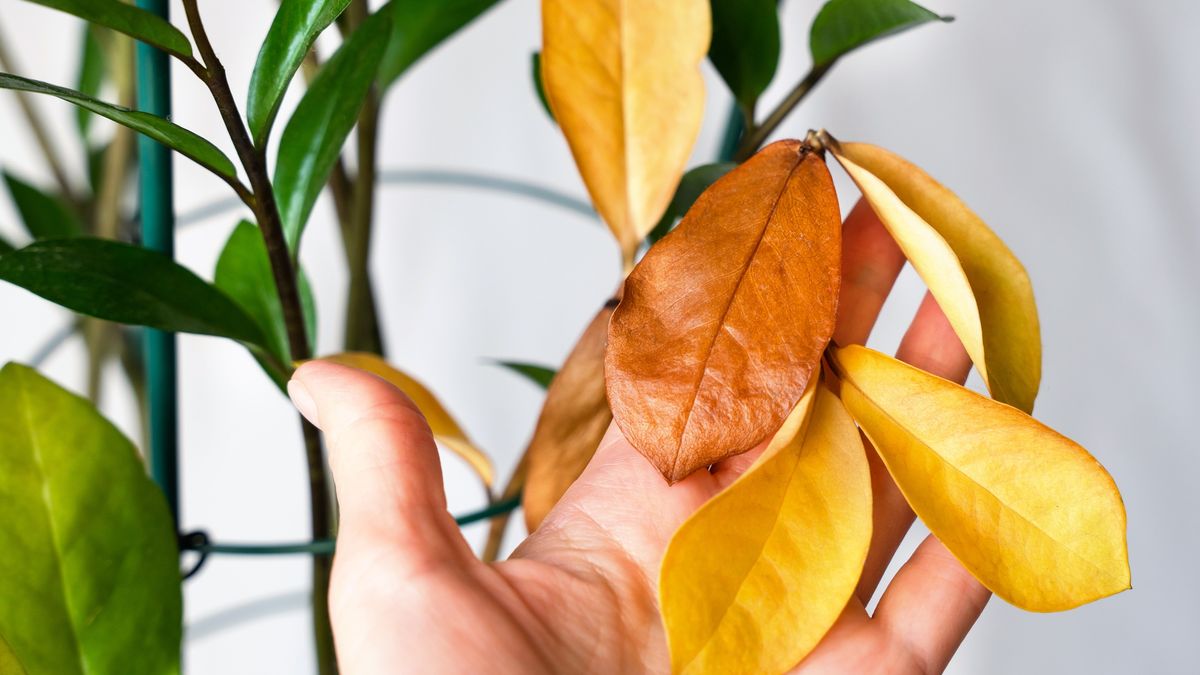A woman's hand holds a yellowed twig of Zamioculcos. Improper care of houseplants. Close-up. Selective focus.
A woman's hand holds a yellowed twig of Zamioculcos. Improper care of houseplants. Close-up. Selective focus.
Markovtel