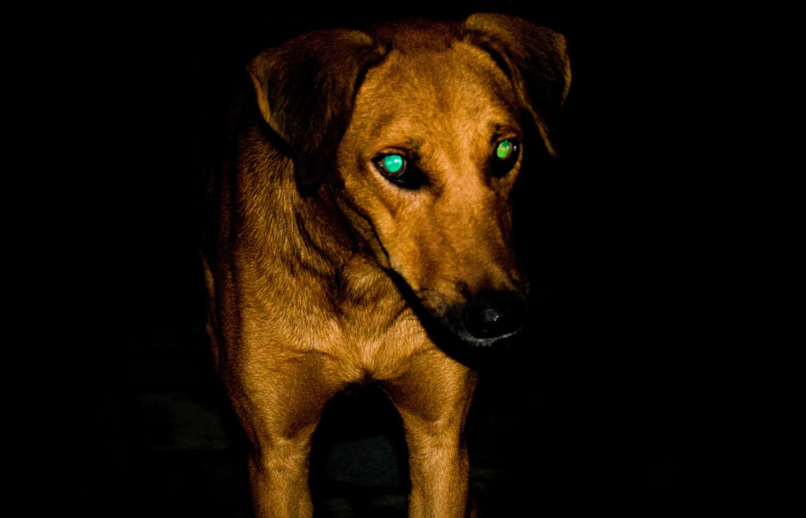 Twojemu psu świecą się oczy na zdjęciach? Wiemy, co to oznacza