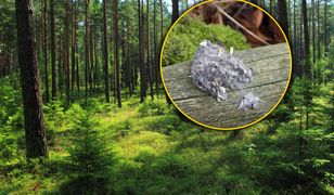 Park narodowy pokazał zdjęcie. Widzieliście kiedyś coś takiego w lesie?