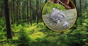 Park narodowy pokazał zdjęcie. Widzieliście kiedyś coś takiego w lesie?