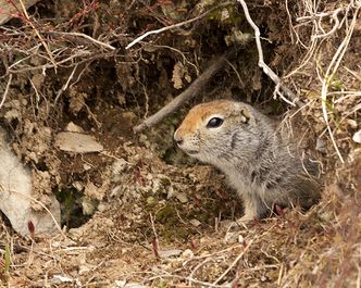 Ten suseł nigdy nie zamarza. Zobacz go!