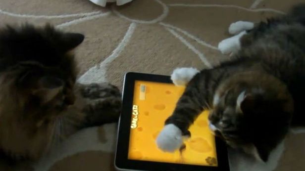 Zwierzę też człowiek i lubi pograć na tablecie. Oto najlepsze gry dla kotów [wideo] 1