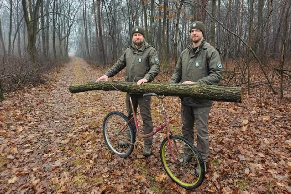 Kradł drzewo z rowerem na dwie kierownice