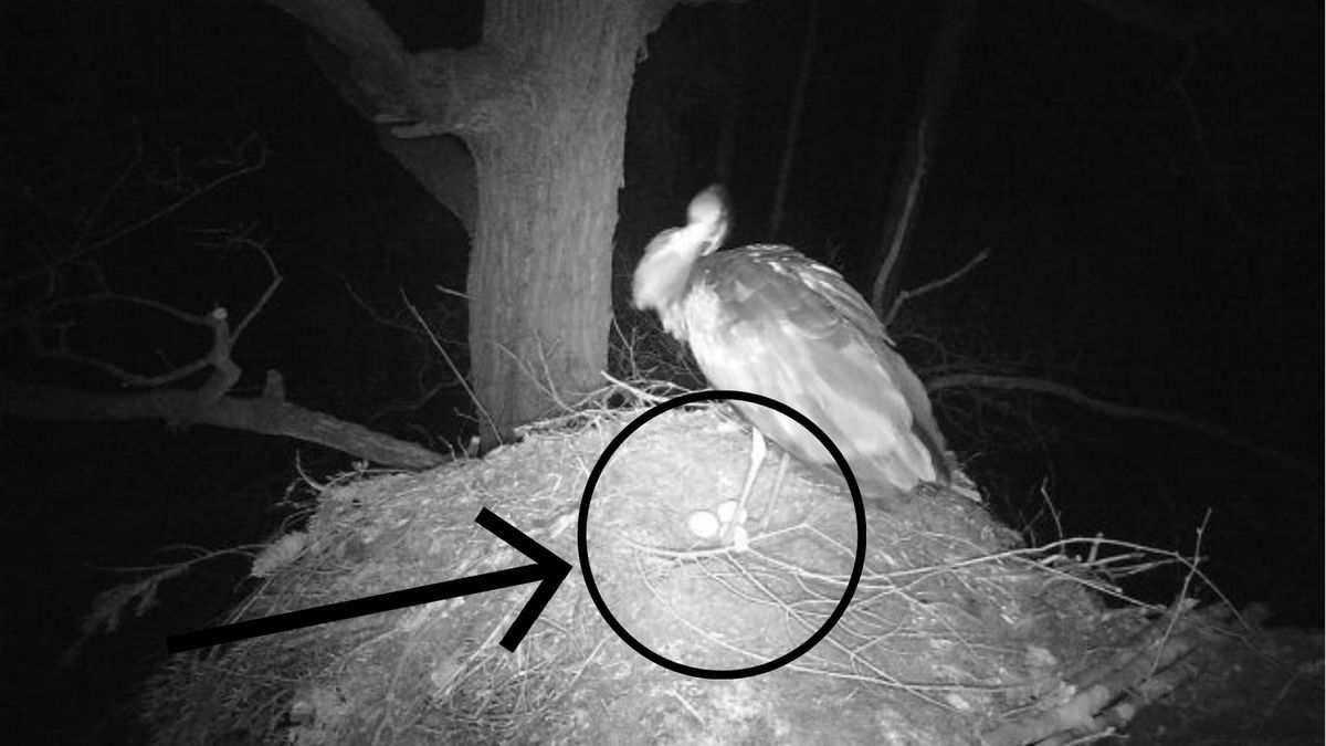 Czarny bocian złożył jaja