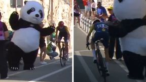 Kuriozalne sceny na Tour de France. Nie uwierzysz, kto "zaatakował" kolarkę