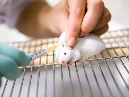 Koniec z testowaniem kosmetyków na zwierzętach na terenie Unii Europejskiej!