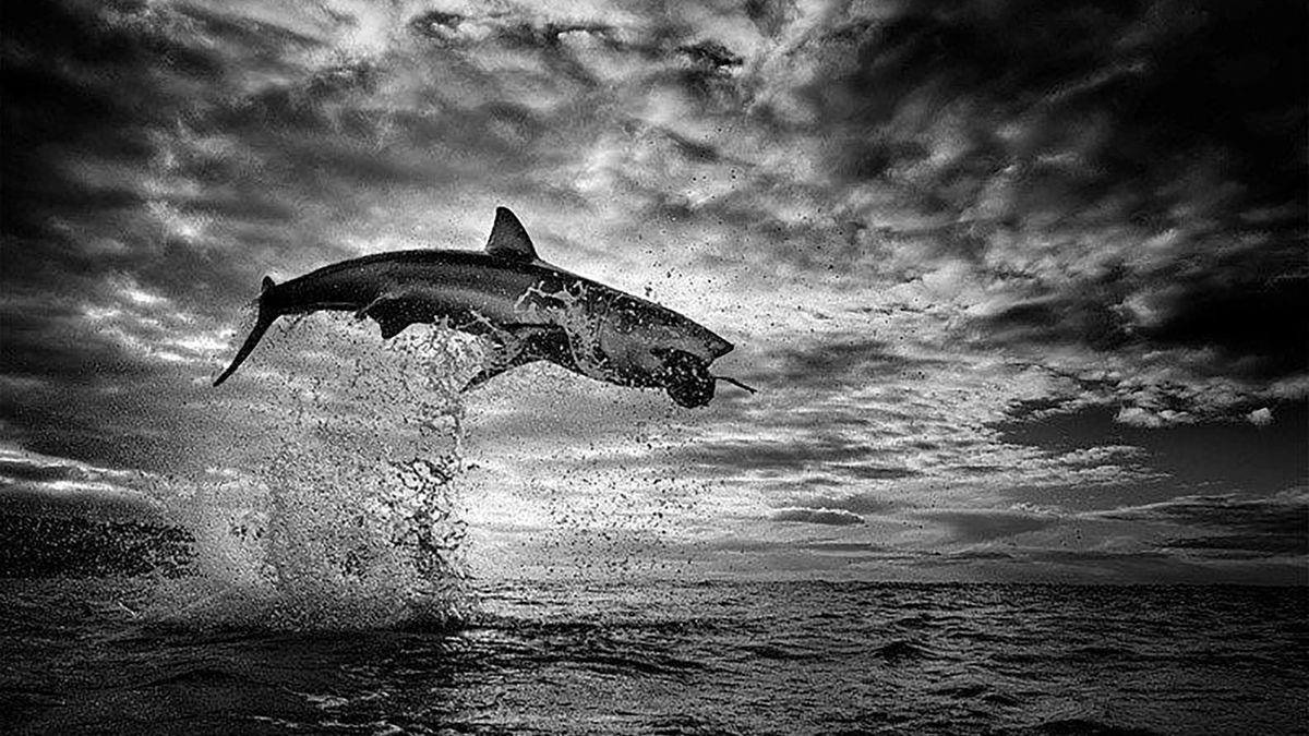 ”Szczęki” w prawdziwym życiu. Ogromny żarłacz biały wyskoczył 3,5 metra nad wodę 1