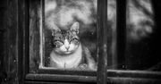 Sabrina Boem oddaje cześć bezdomnym i opuszczonym kotom w swoim projekcie fotograficznym